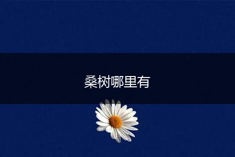 桑树哪里有