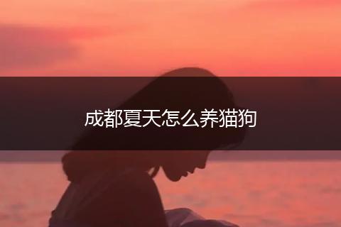 成都夏天怎么养猫狗