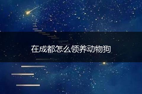 在成都怎么领养动物狗