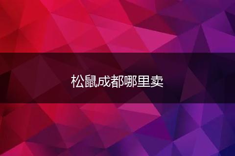 松鼠成都哪里卖