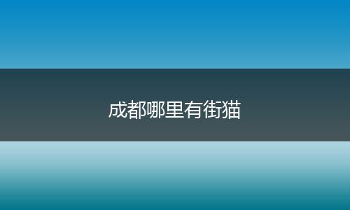 成都哪里有街猫