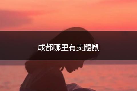 成都哪里有卖鼯鼠