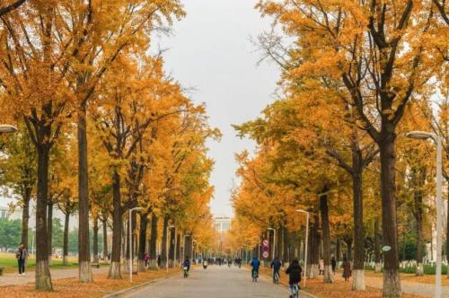 彭州9大银杏最佳观赏点