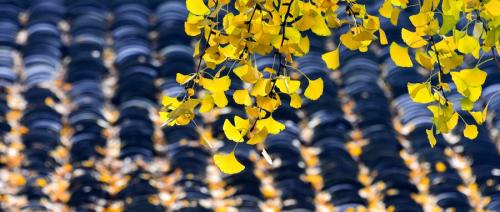 2025金堂云顶山慈云寺银杏观赏攻略