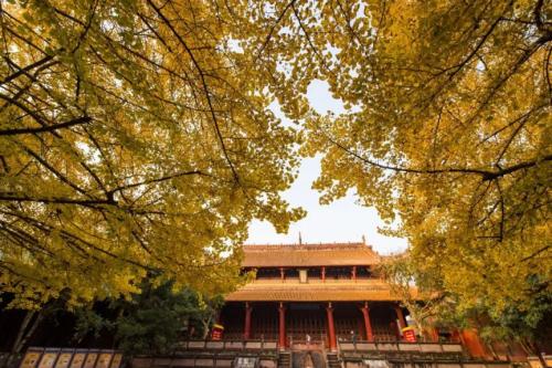 2025成都银杏观赏点位推荐